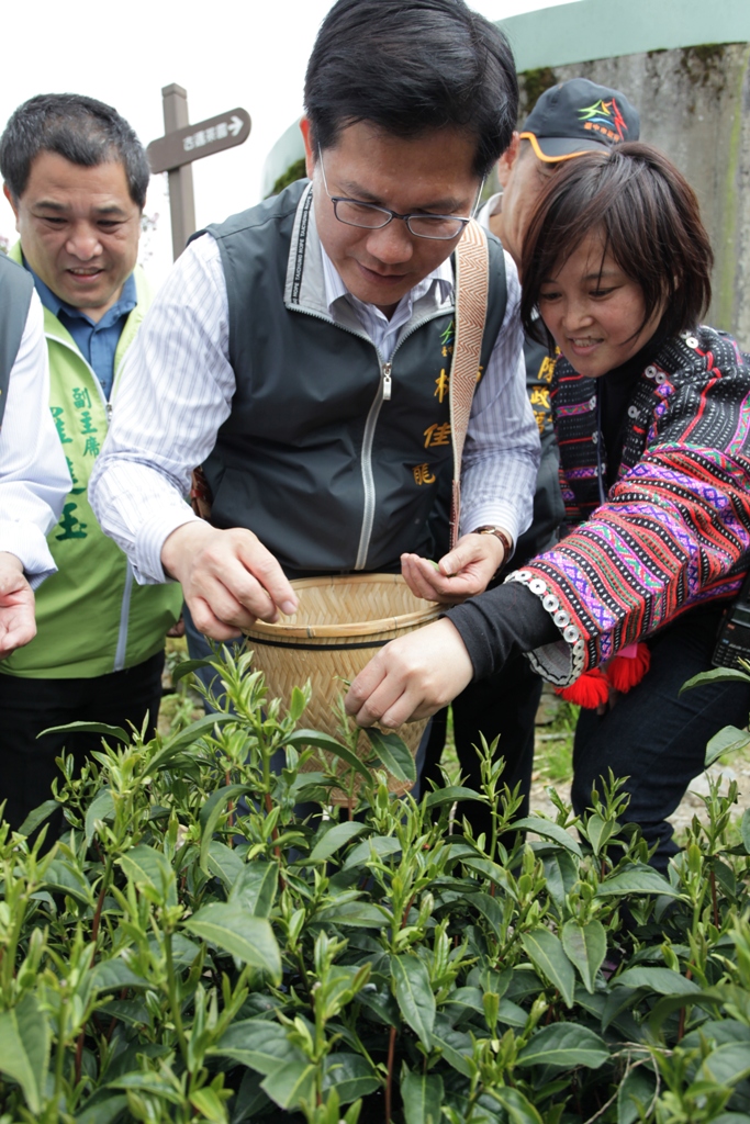 台中市長林佳龍擔任古邁茶園一日採茶農