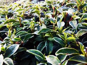 古邁茶園 冬景- 堅強的茶樹